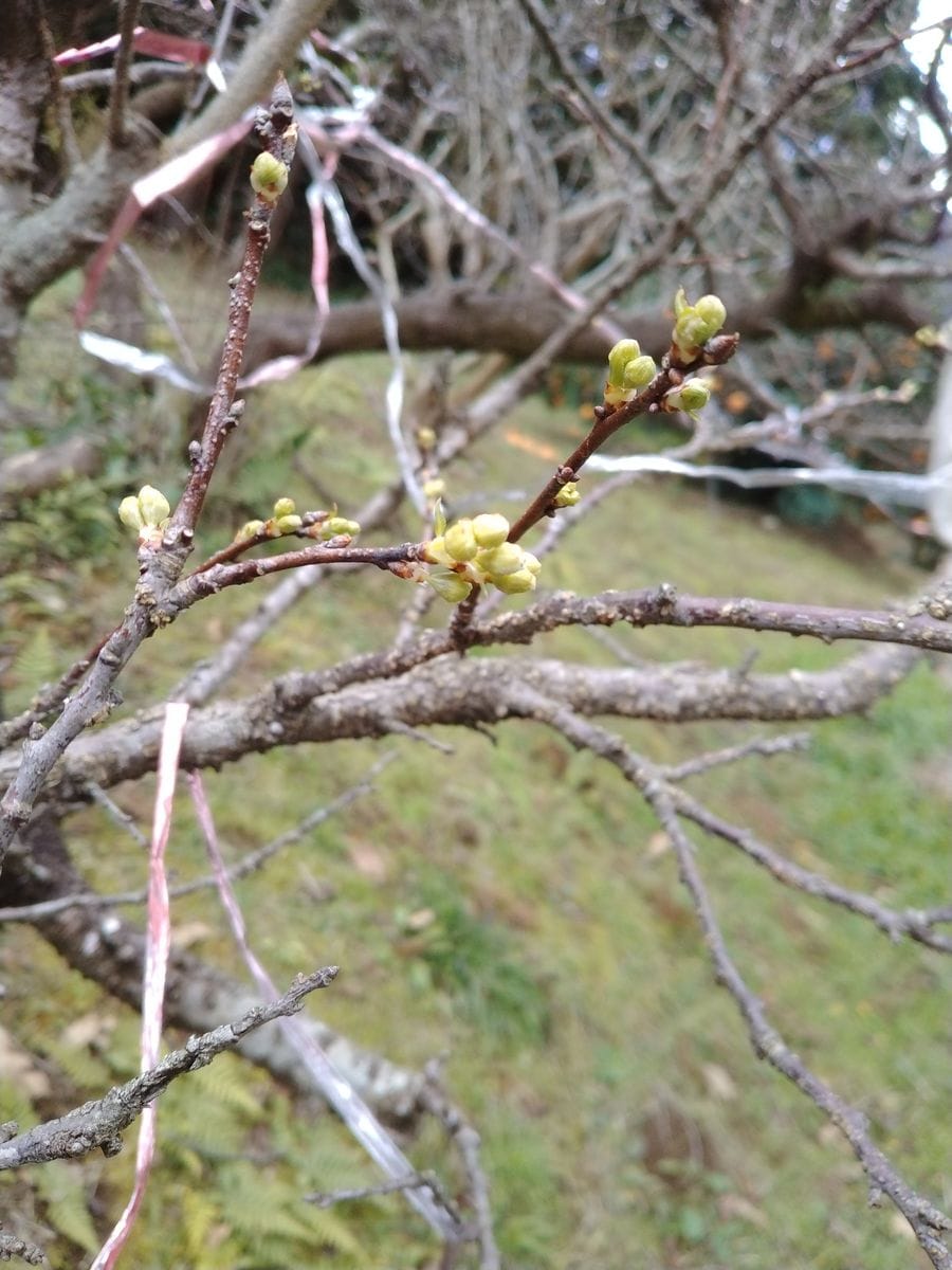 ちょっぴり膨らむスモモの花、蕾。