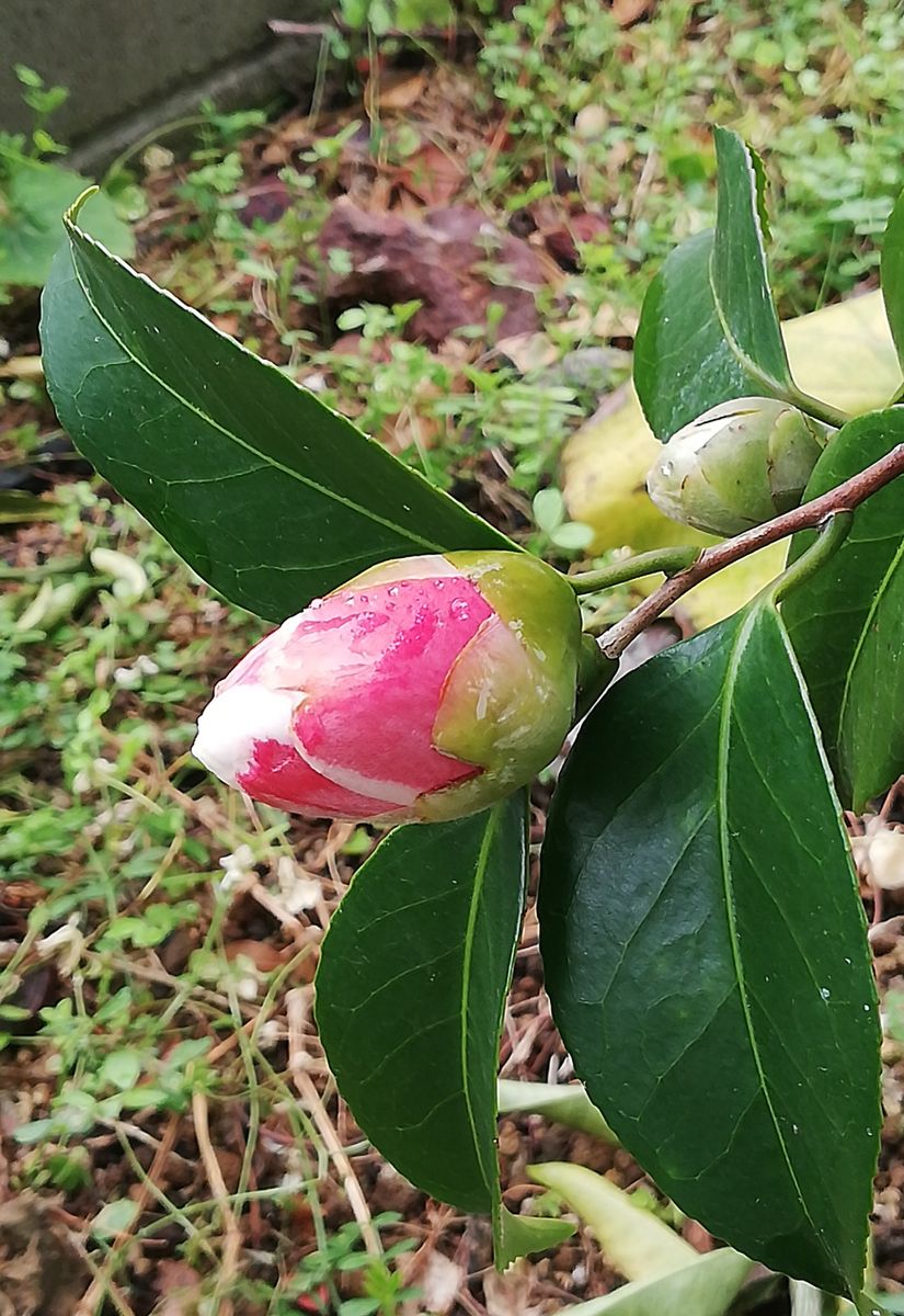 赤白斑入り椿 早く咲かないかなあ❤️ 8センチほどの大きな花が咲きます。