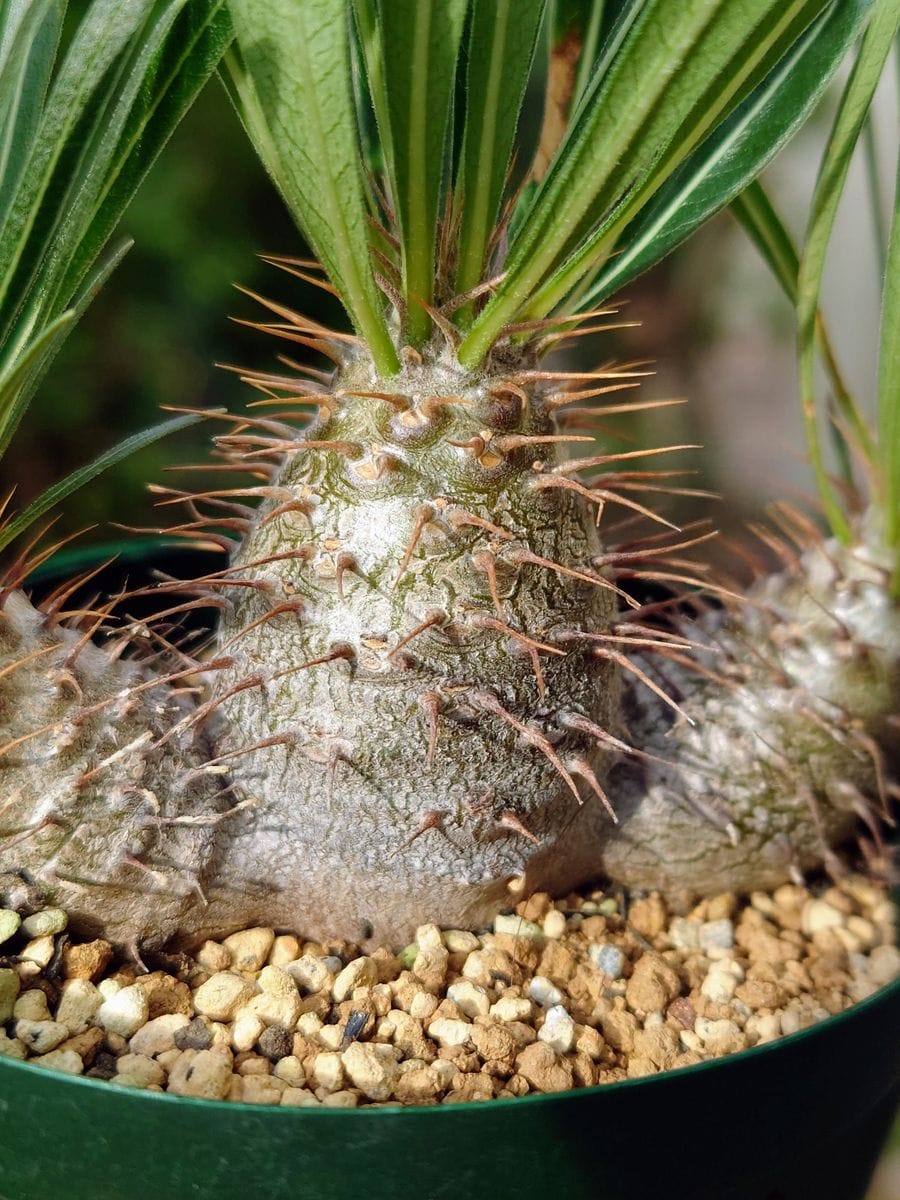 パキポディウム・グラキリスさん、お太塊根植物・多肉植物の