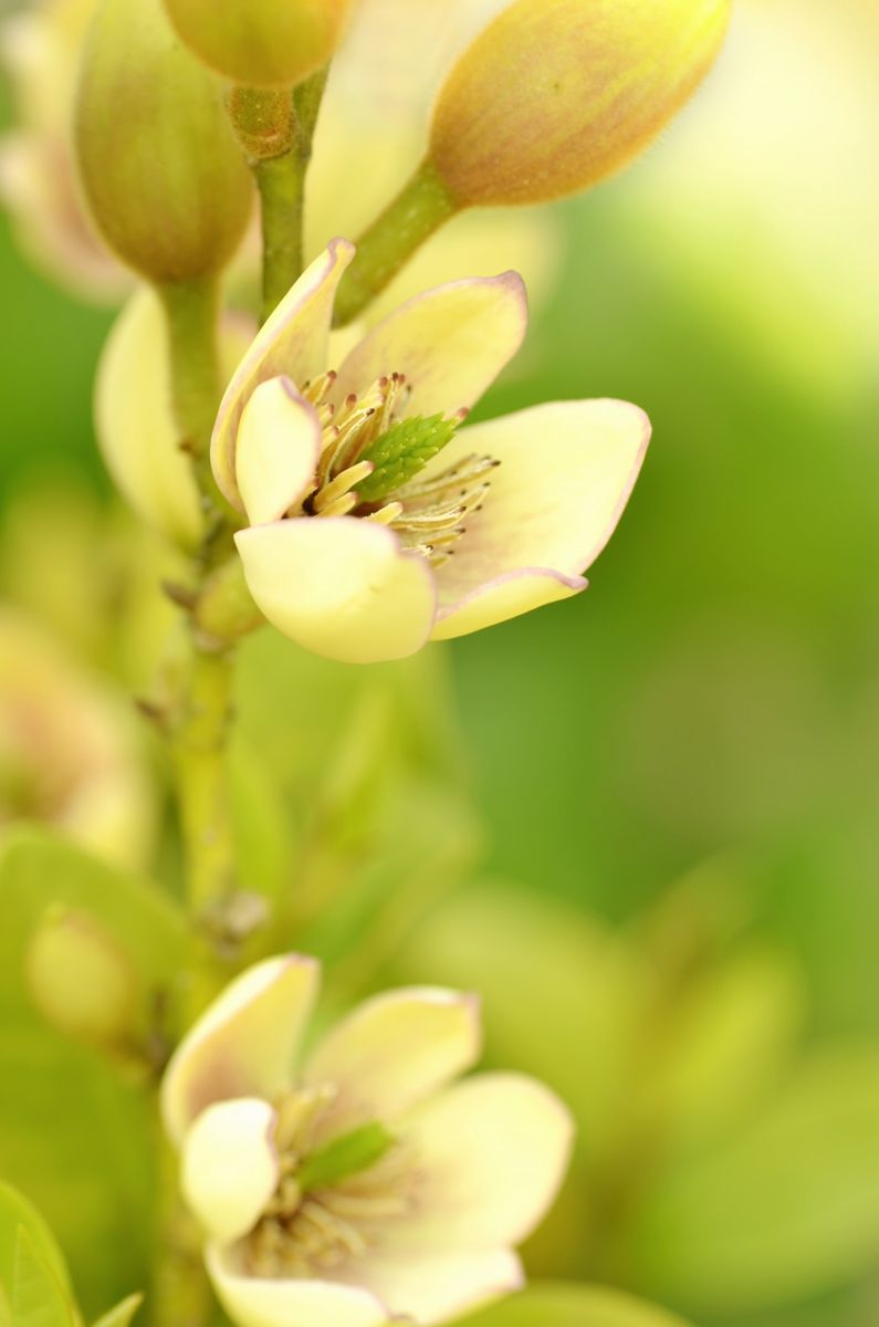 カラタネオガタマの写真 by kaaya 5月に入ってやっと開花しました。 一番大好きな香り