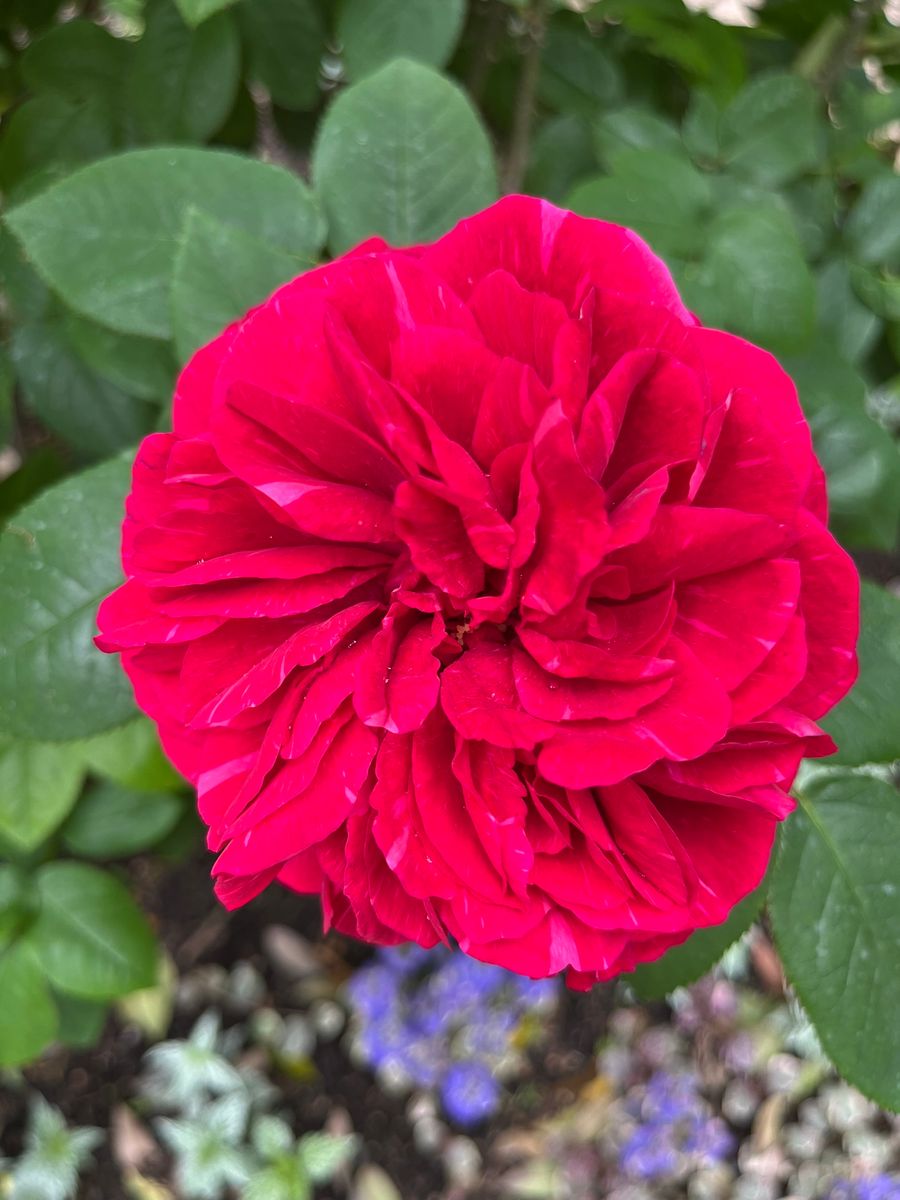 すごい存在感🌹花かのこ 絞りのバラ