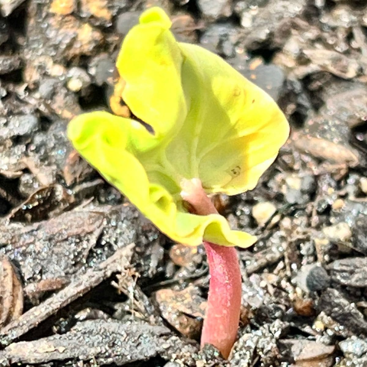 アサガオの写真 by masaさん ベランダ ミニ朝顔 続々と発芽中🌱🌱🌱  #Morning glory