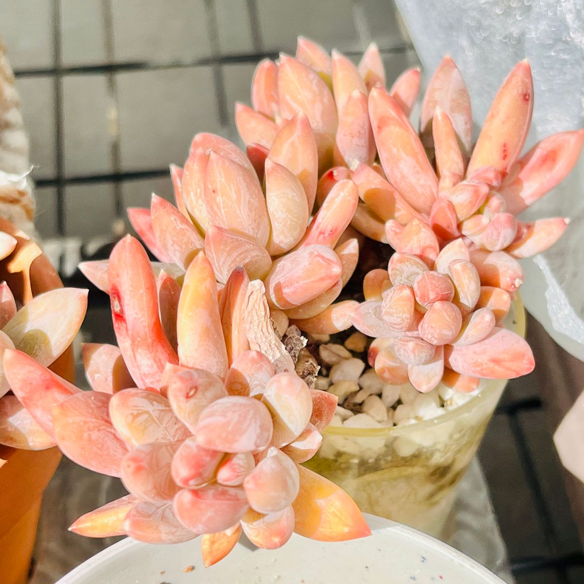 パキフィツム・千代田の松  #Pachyphytum