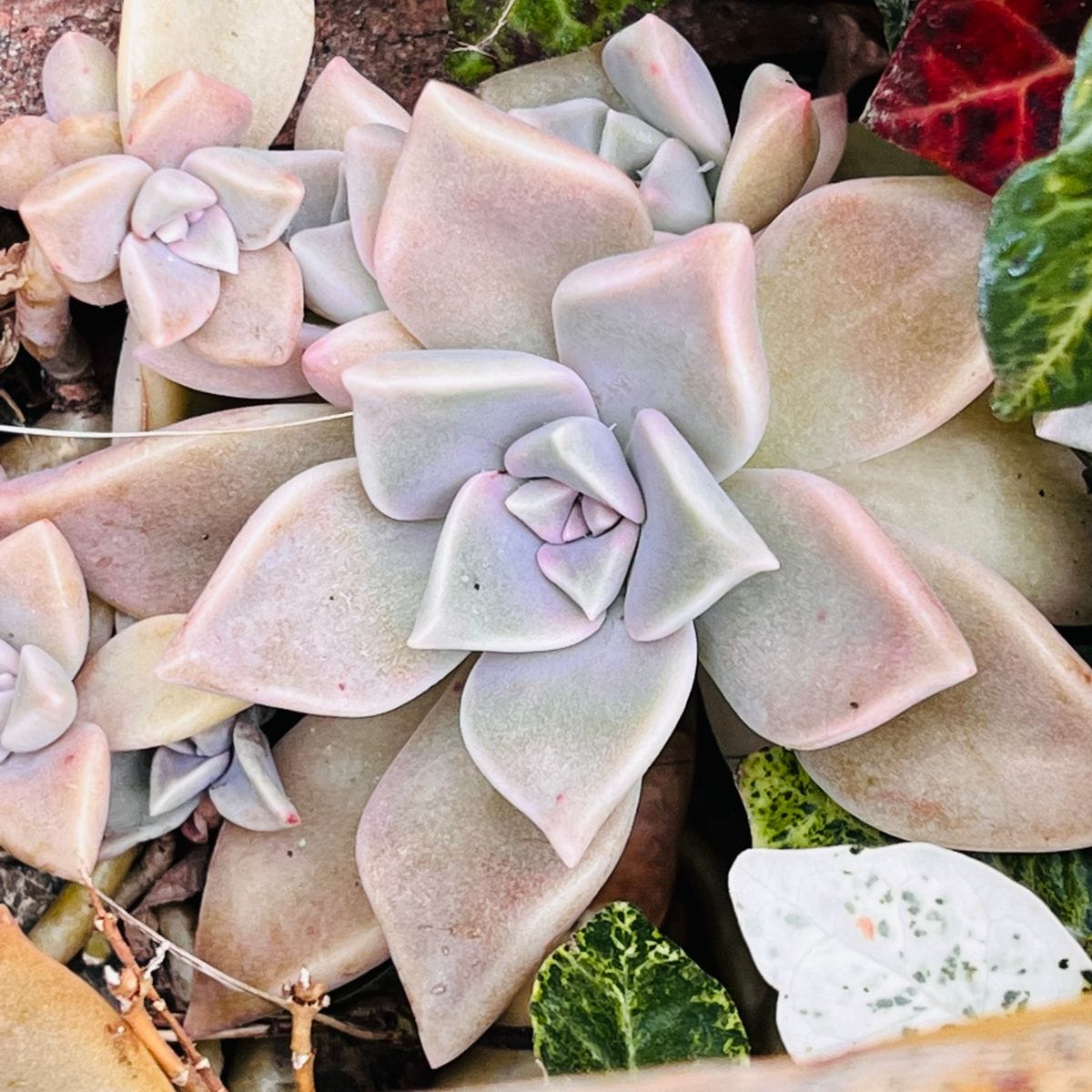 グラプトペタルム・朧月  #Graptopetalum paraguayense