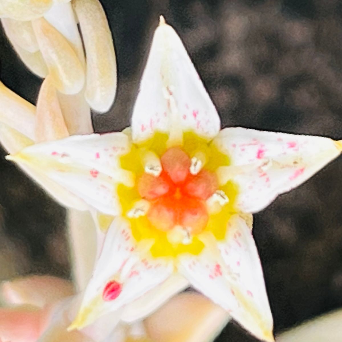 グラプトペタルム・朧月  #Graptopetalum paraguayense