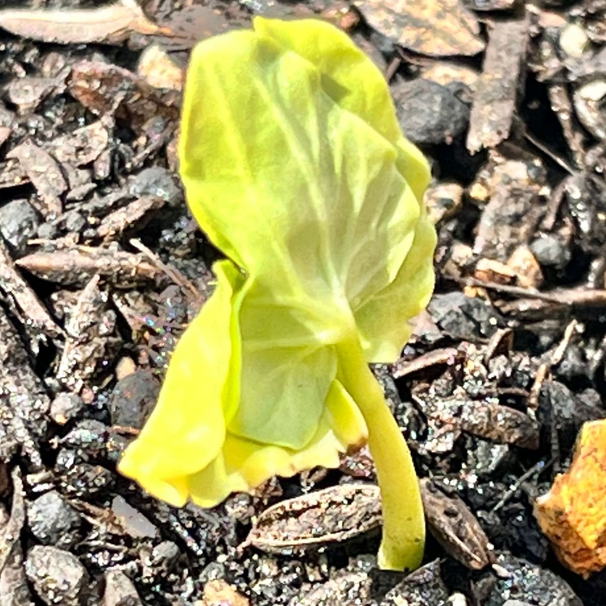 アサガオの写真 by masaさん 朝顔・星の混合 続々と発芽中🌱🌱🌱  #Ipomoea purprea