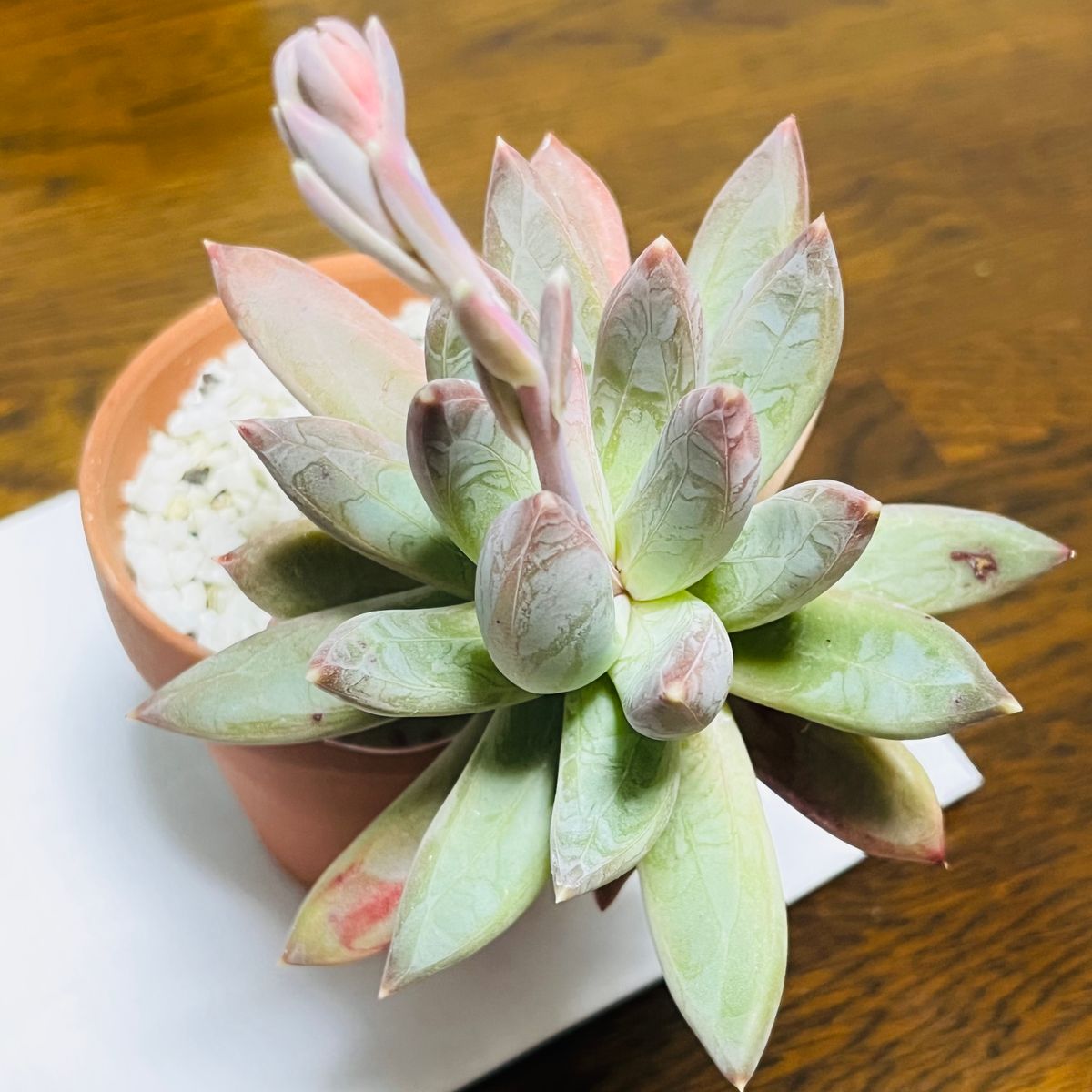 パキフィツム・千代田の松  #Pachyphytum