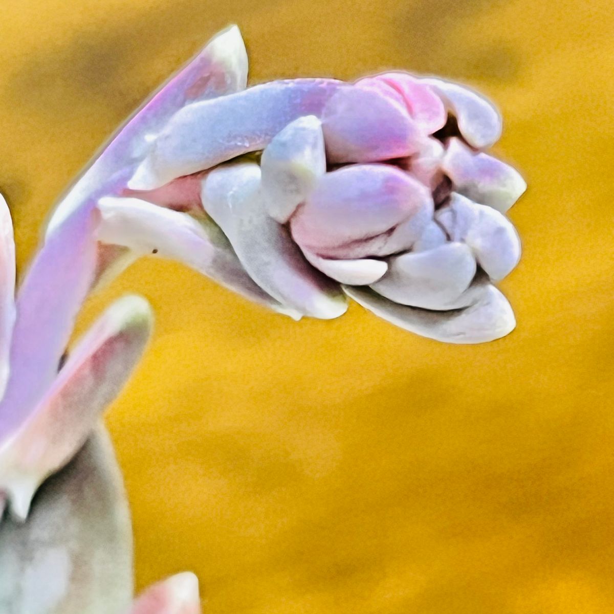 パキフィツム・千代田の松  #Pachyphytum