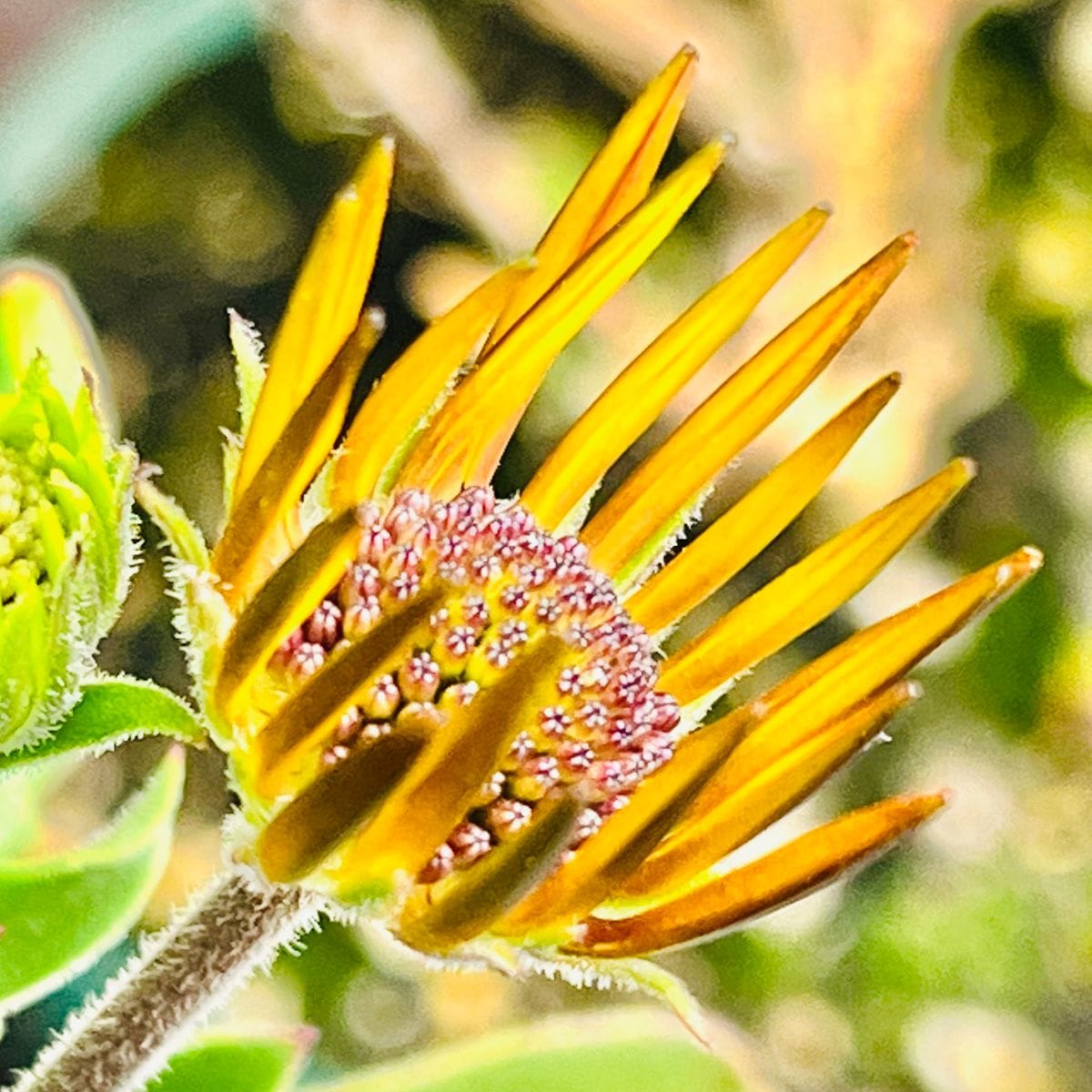 オステオスペルマムの写真 by masaさん オステオスペルマム・シエラ  #Osteospermum