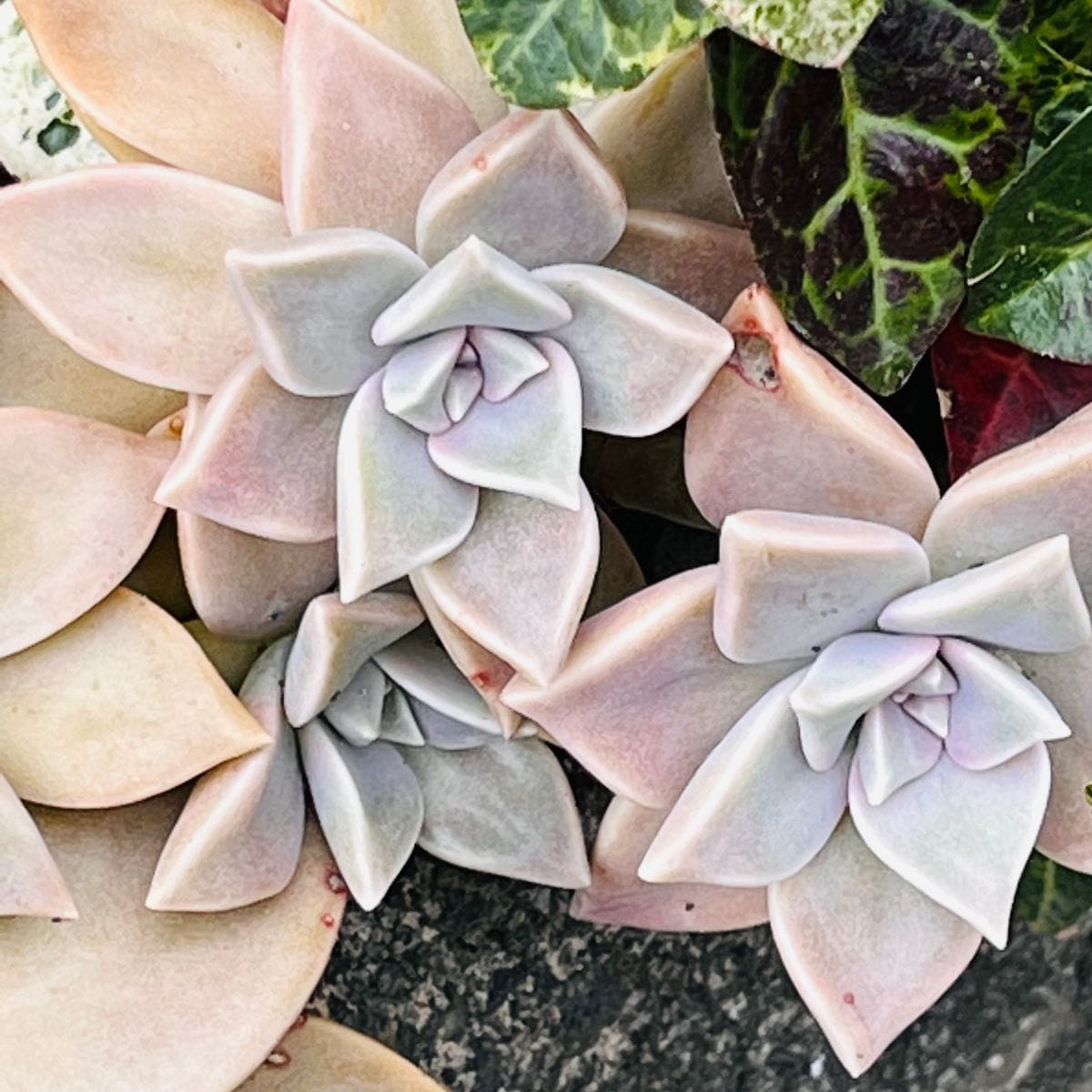 グラプトペタルム・朧月  #Graptopetalum paraguayense