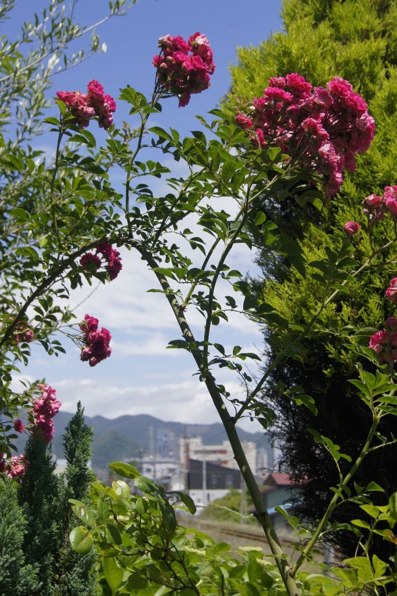 🏡昨日のお花達・・・✨🌳 離れのつる🌹もそろそろおしまいです😥 綺麗に咲いてくれてあり