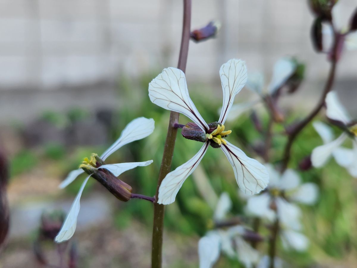 ルッコラの花が咲きました💠