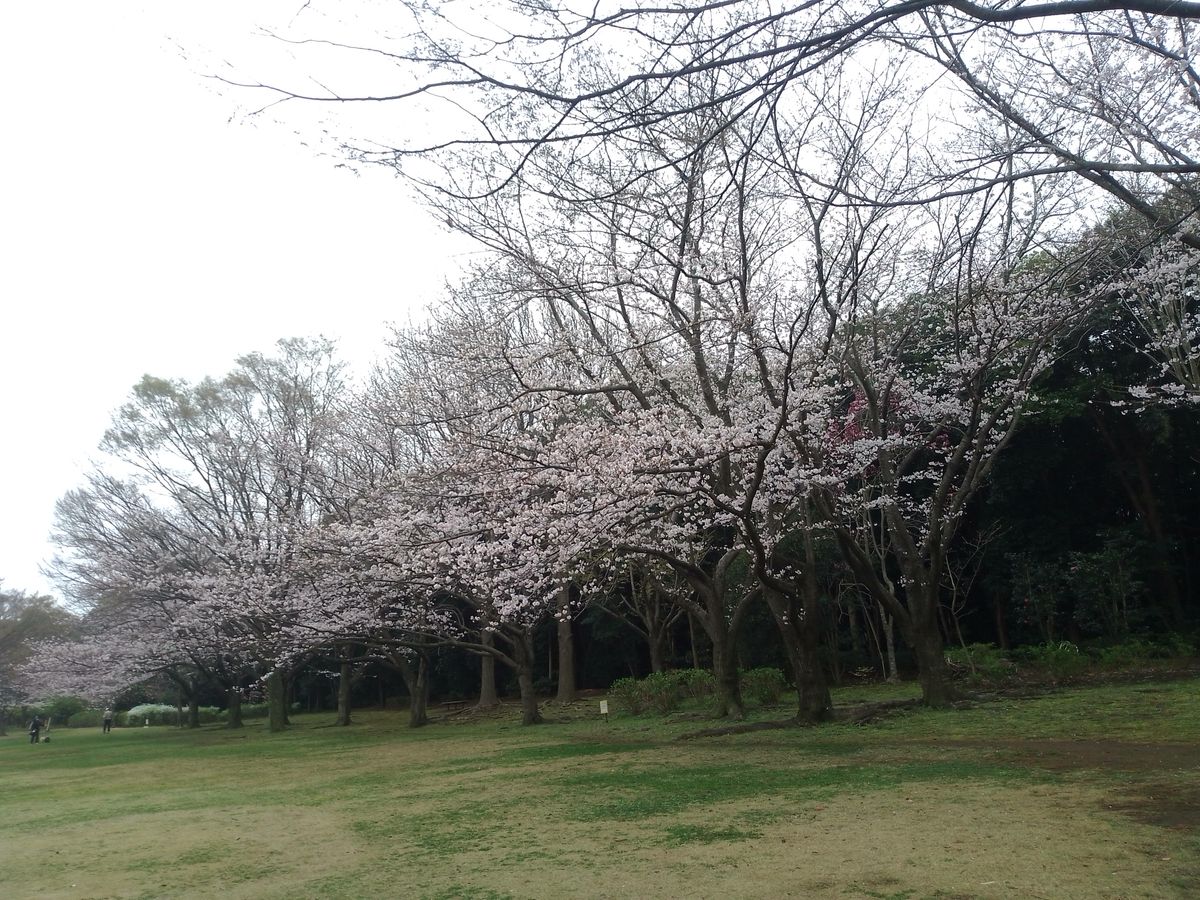 こちら側の桜は満開に近いです