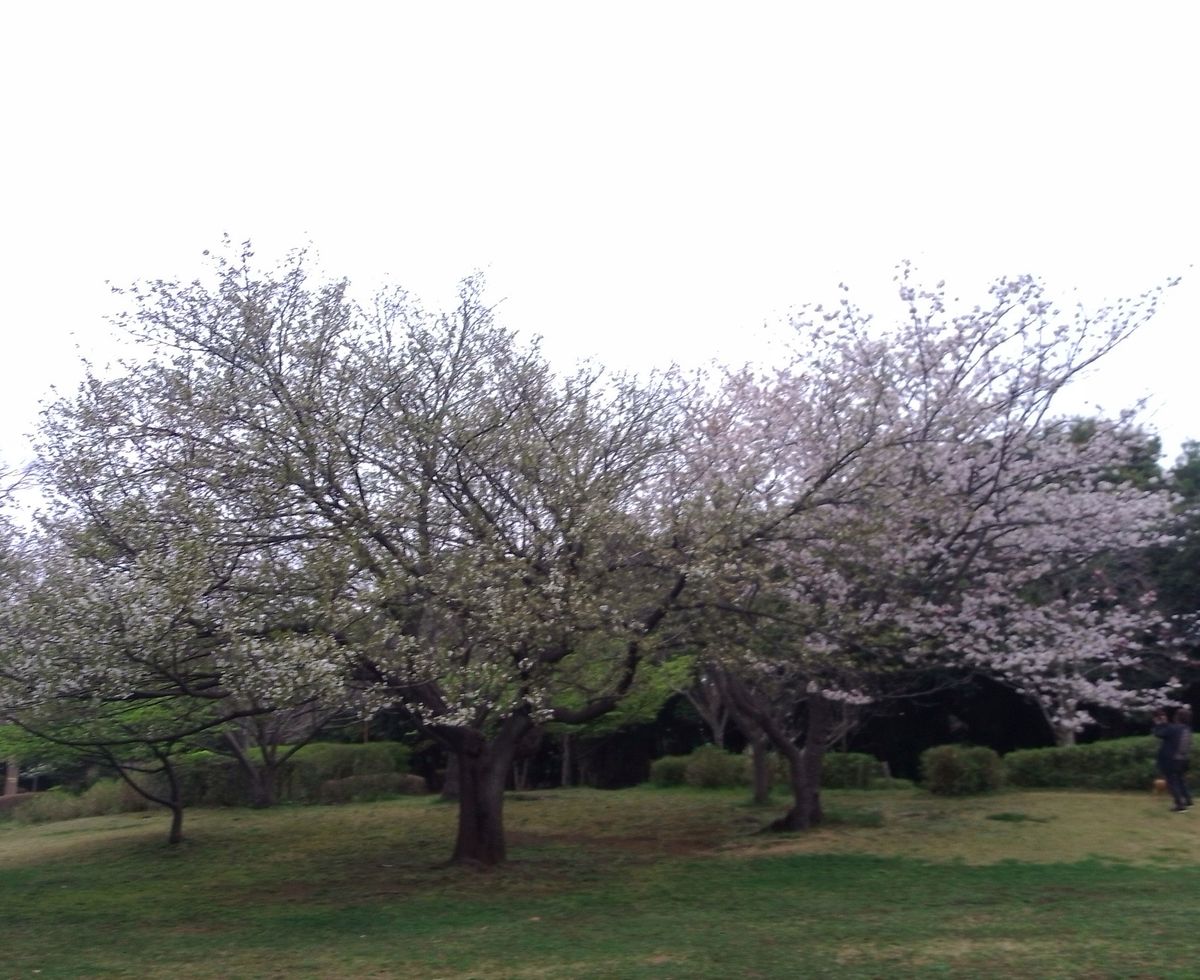 勝手に夫婦桜と言ってる二本の桜の木です。  種類も違うようで、花色も違います