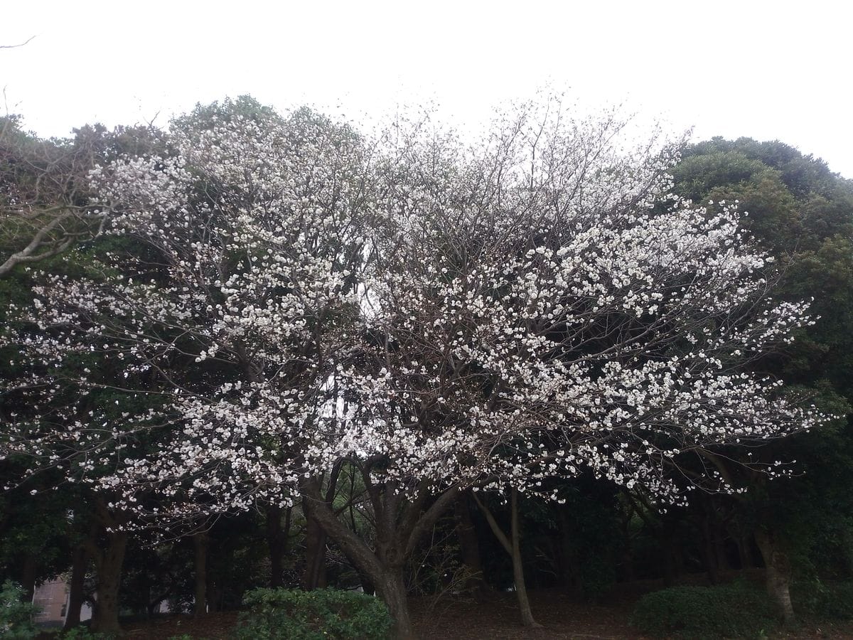 お隣の公園にある大木です。  ソメイヨシノではないです。花が白っぽい。