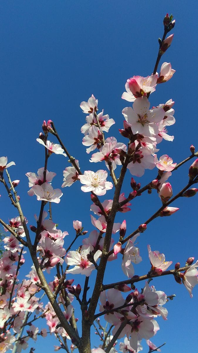 アーモンドの花は桜の花によく似ています。  樹皮も桜にそっくり。  ピンク色の花が青