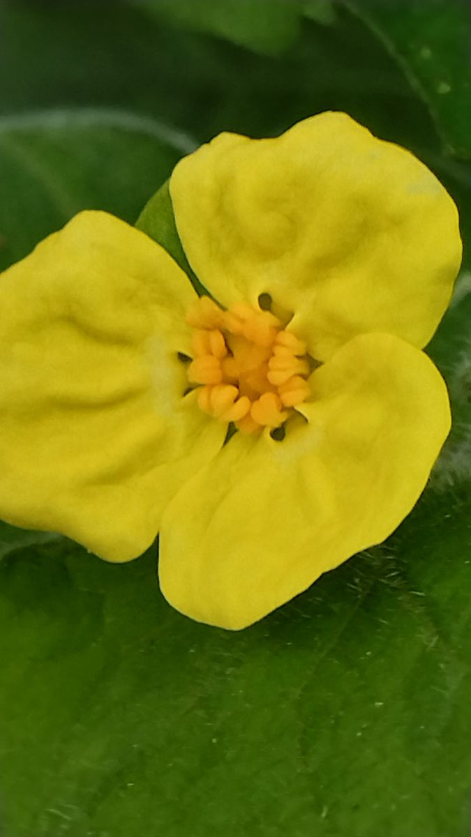 覚えの無い花が咲きました! 初めてみる花です💛  黄色の3枚の花びらが美しいお花で検索