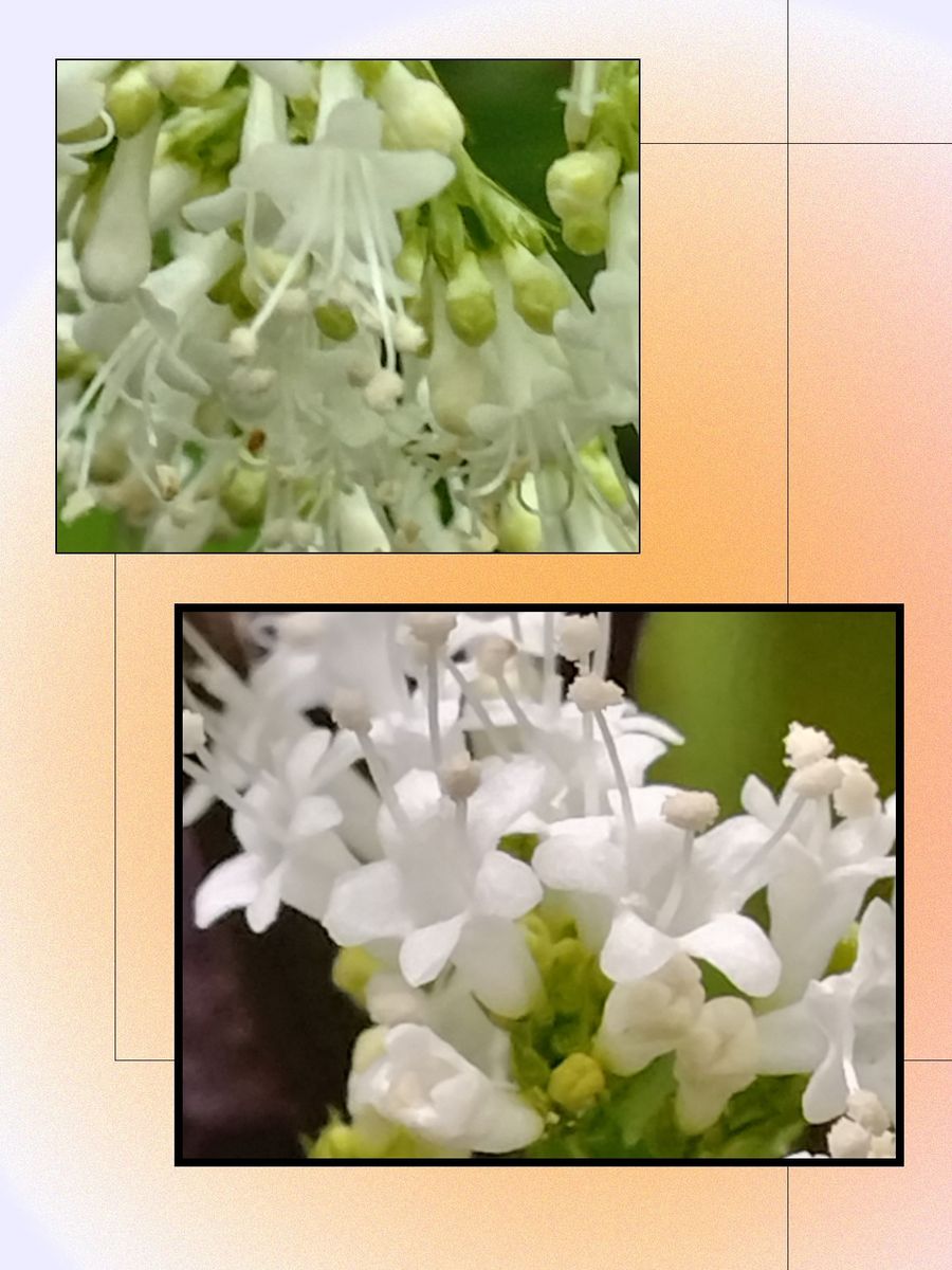 カノコソウ(鹿の子草)オミナエシ科 素敵な白花です！ 別名はハルオミナエシ(春女郎花)