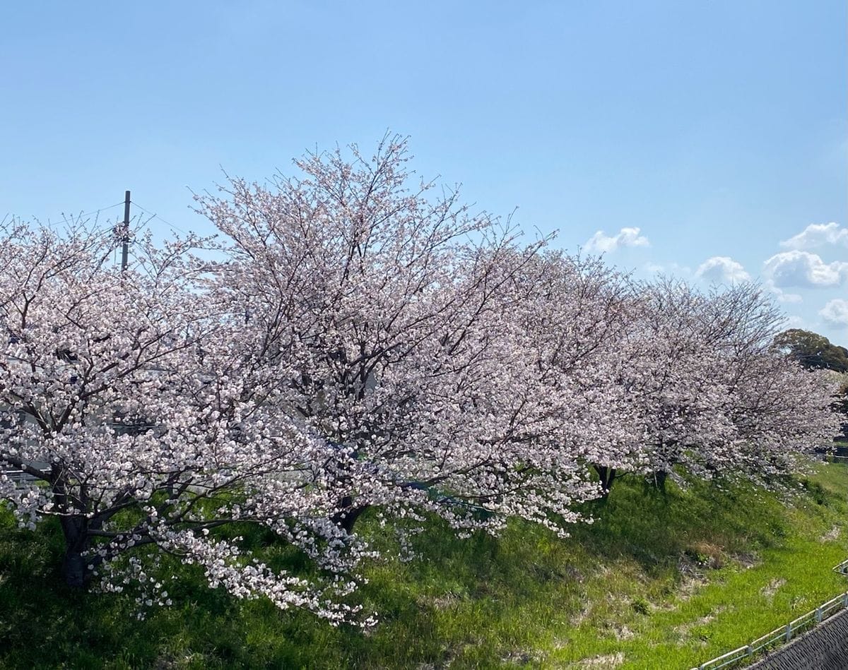 2023年3月30日 9:45 わ 今年も見事に咲いてます❣️(＊*ω*＊)♡ ほぼ日本の真ん中に近い