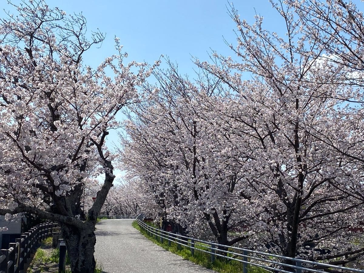 2023年3月30日 9:45 わ 今年も見事に咲いてます❣️(＊*ω*＊)♡ ほぼ日本の真ん中に近い