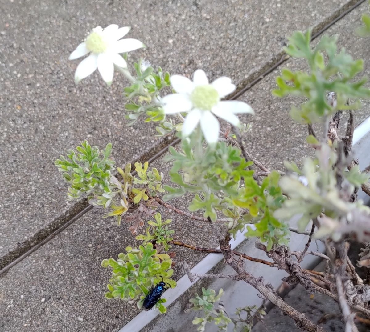 ルリチュウレンジ(蜂)＋フランネルフラワー天使のウインク 昨年までは花付きが良かっ