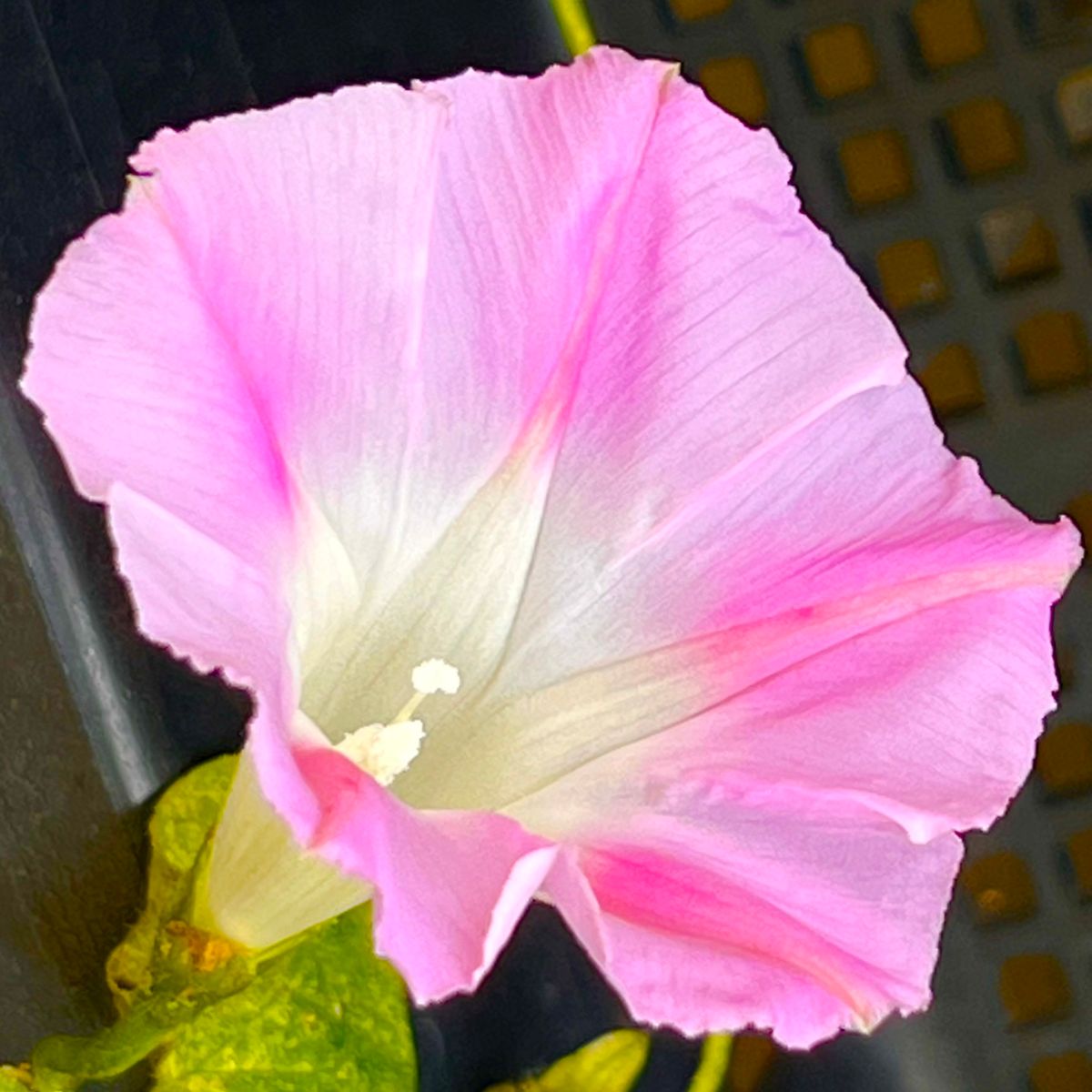 アサガオ・星 ピンク🩷  #Ipomoea purprea