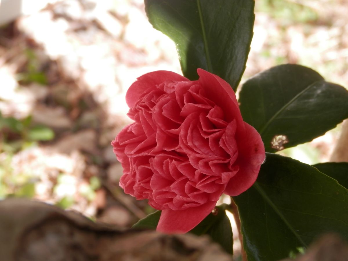 ３月１２日、今シーズン最後の椿の花。