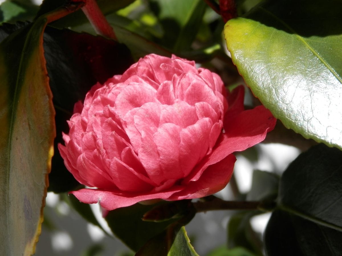 ３月１０日、椿の今シーズン二個目の花。