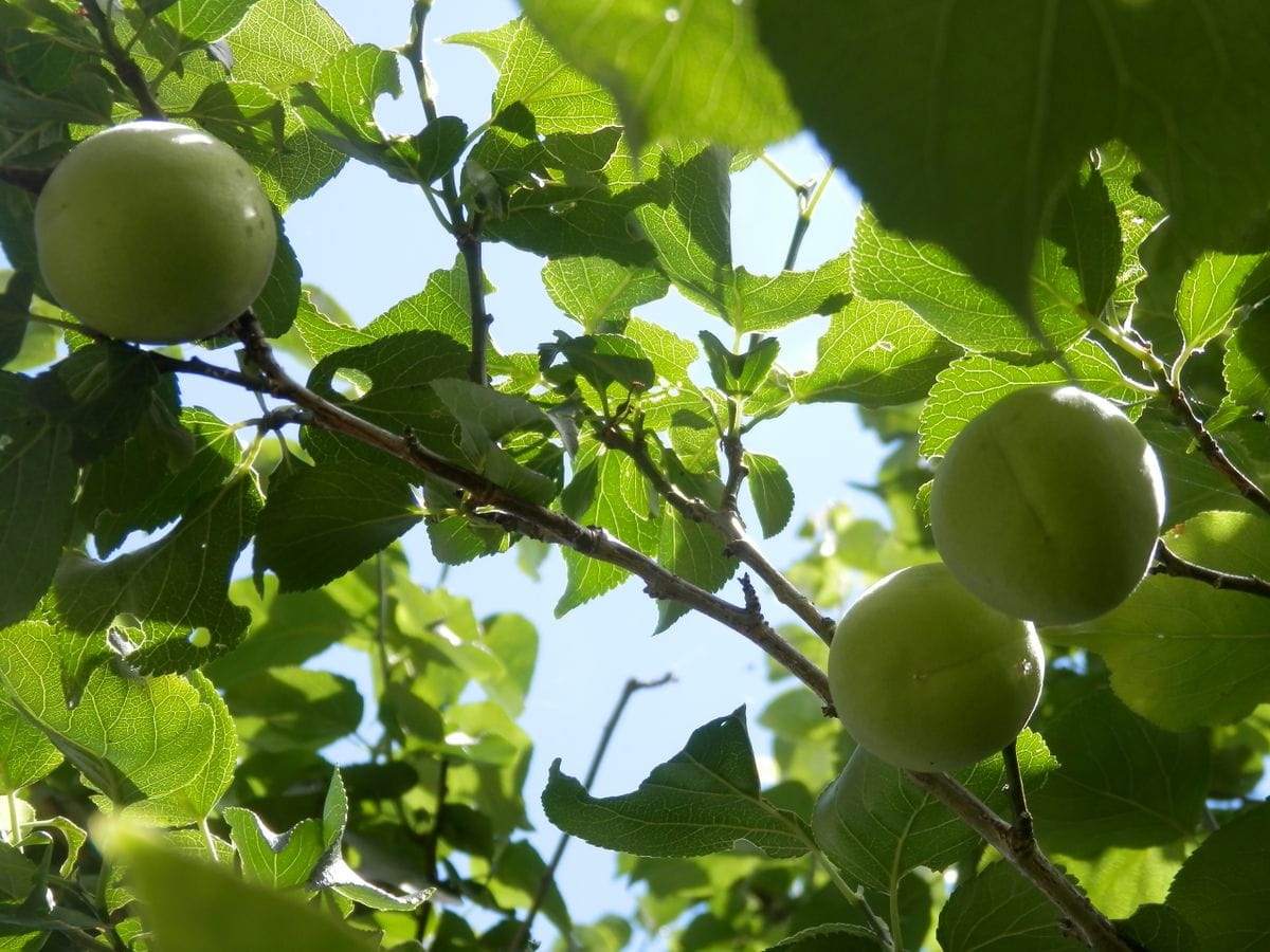 ６月１２日、そろそろ梅の実が落ちてくるように･･･