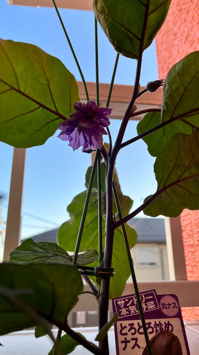 茄子の花かわいい♡