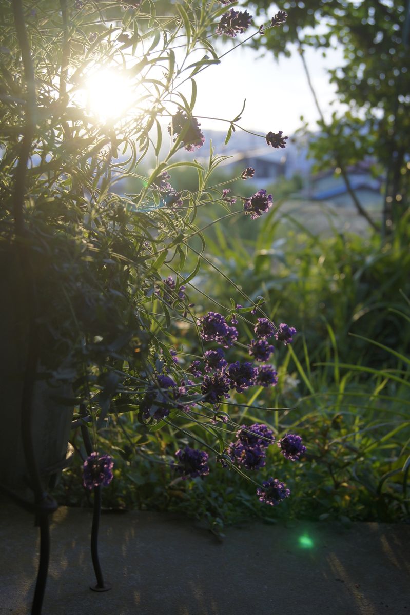 🏡📷今朝の朝焼けとお花達・・🌄✨