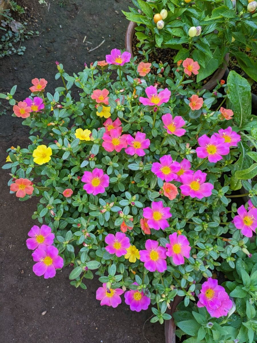 ポーチュラカの写真 by 毎日お花 昨日のポーチュラカをはピンク色が多く咲きました。 