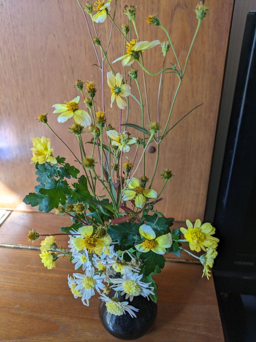コスモスの写真 by 毎日お花 今朝、ウインターコスモスを切って飾りました。最後かな