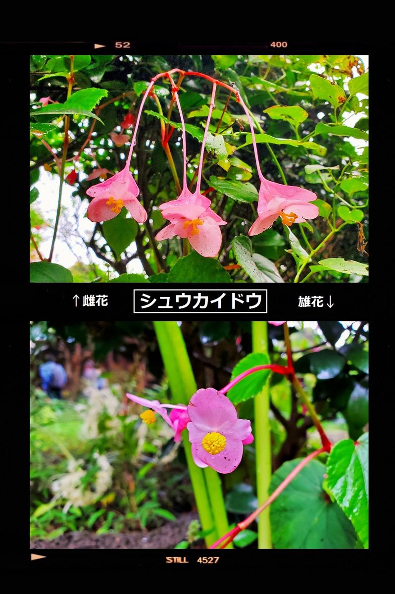 『シュウカイドウ』中国原産 花弁と萼片2個からなる雄花と 3角の萼と花弁5個、柱頭3列