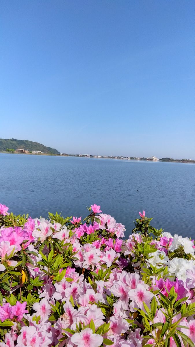 ツツジと青空  近くの湖畔の公園  牡丹もたくさん咲いている所  朝のお散歩
