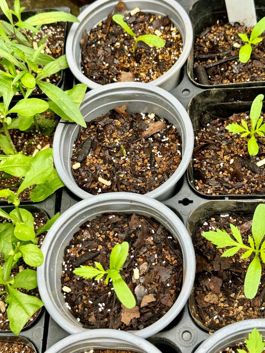 きのうは確かにあったのにーーー😱  夜中に新芽🌱食べられた！  新芽🌱や若葉はおいしい