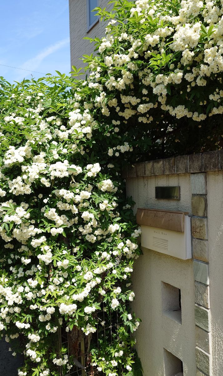モッコウバラが囲う門のアーチ。 我が家の初夏の風物詩、訪れる方に爽やかな香りを。