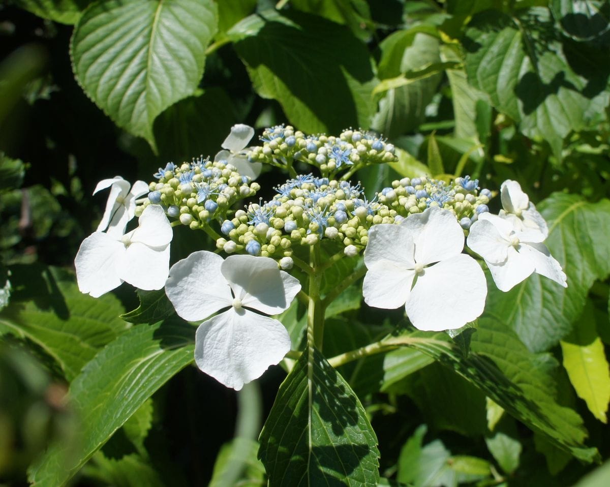 アジサイ（ハイドランジア）の写真 by よっこら 2019/6/16 実生の白い大きな花の紫陽