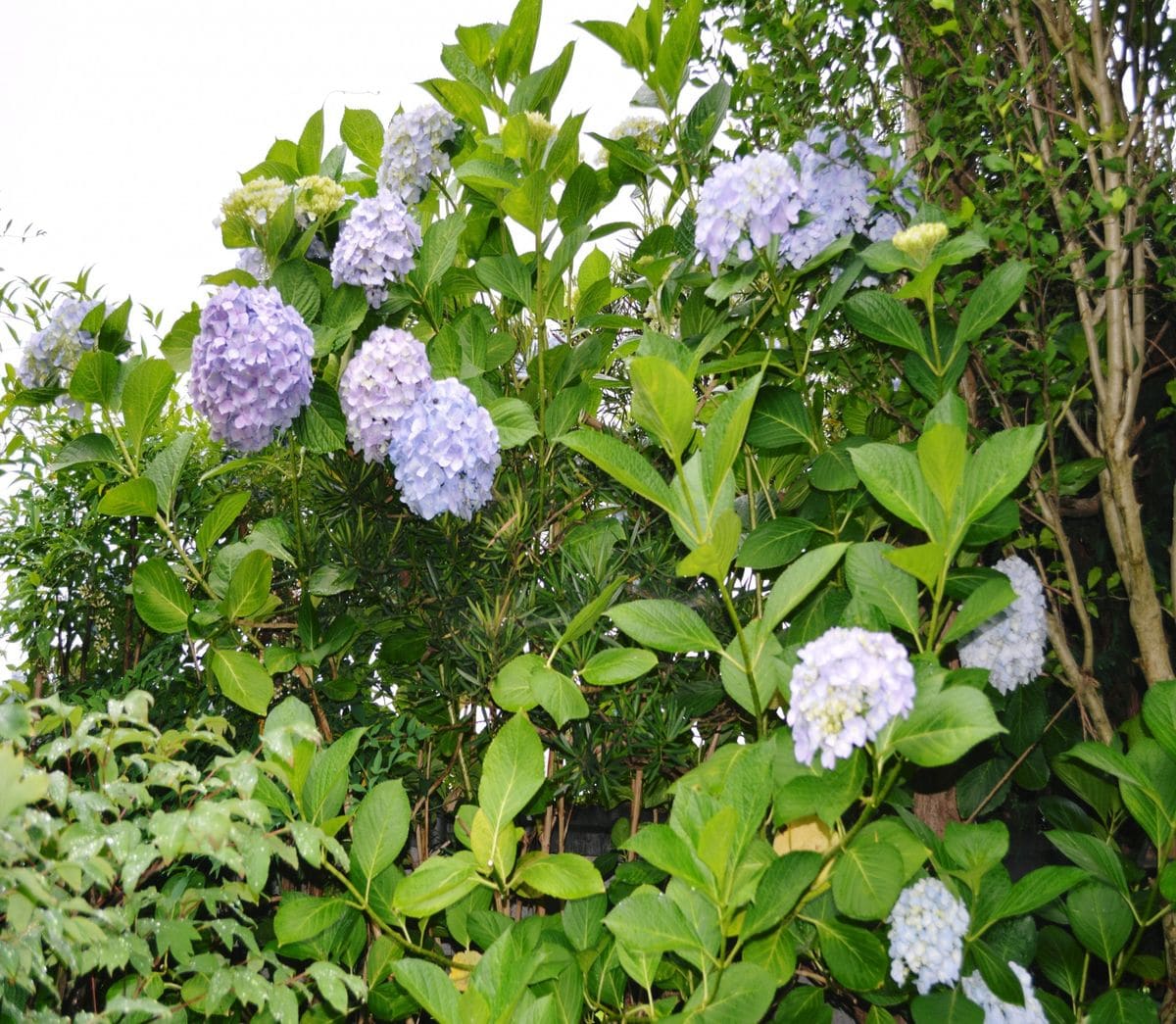 2015-06-11 紫陽花 切りつめても3ｍｍぐらいに伸びます。