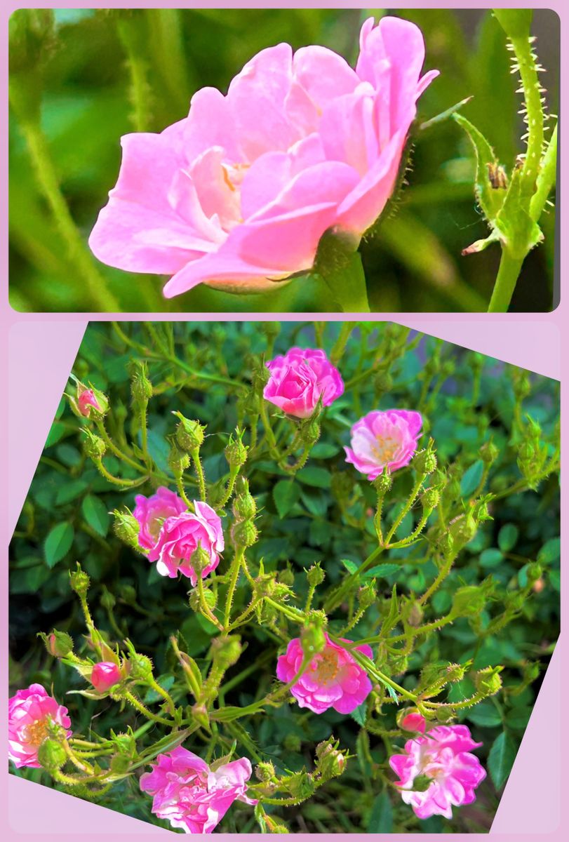 ミニミニのバラの蕾がたくさ〜んあります！ 写真は開花した一部です♪