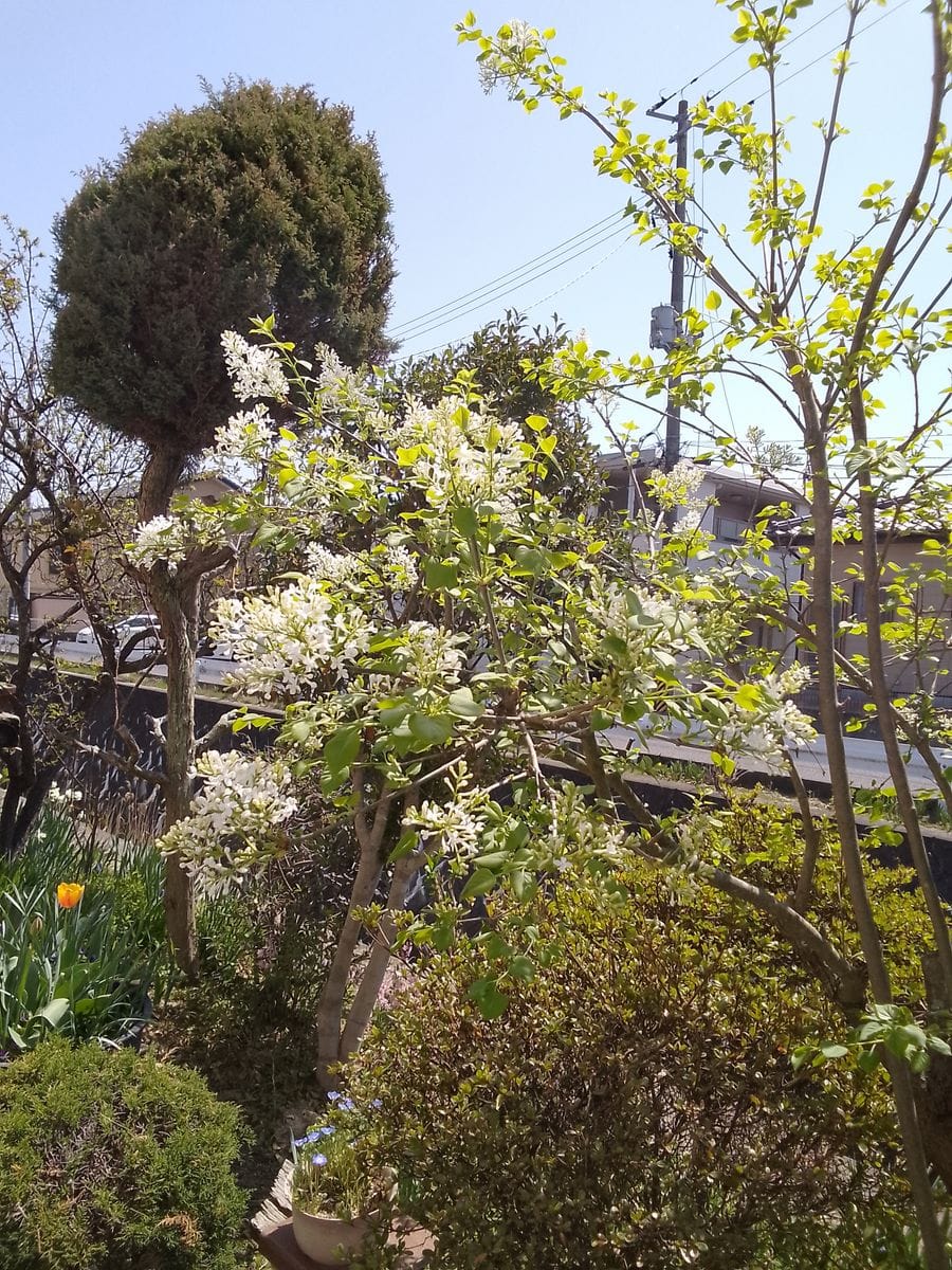 庭のライラックが咲き始めました(* ´ ▽ ` *)  白いライラックです(*^^*)