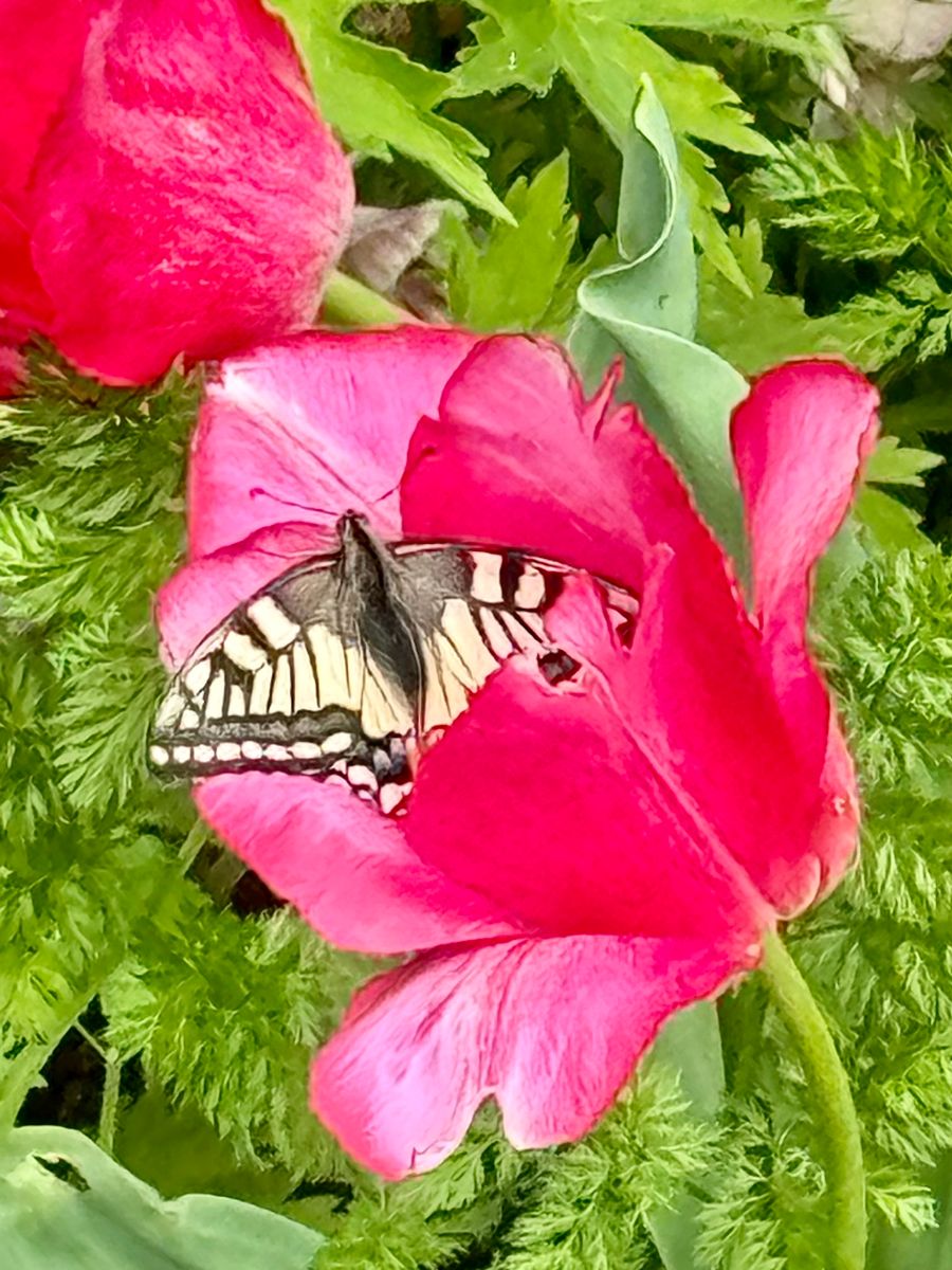 庭に蝶々がよく来るようになりました！  きょうはアゲハ蝶がチューリップ🌷の花の中で
