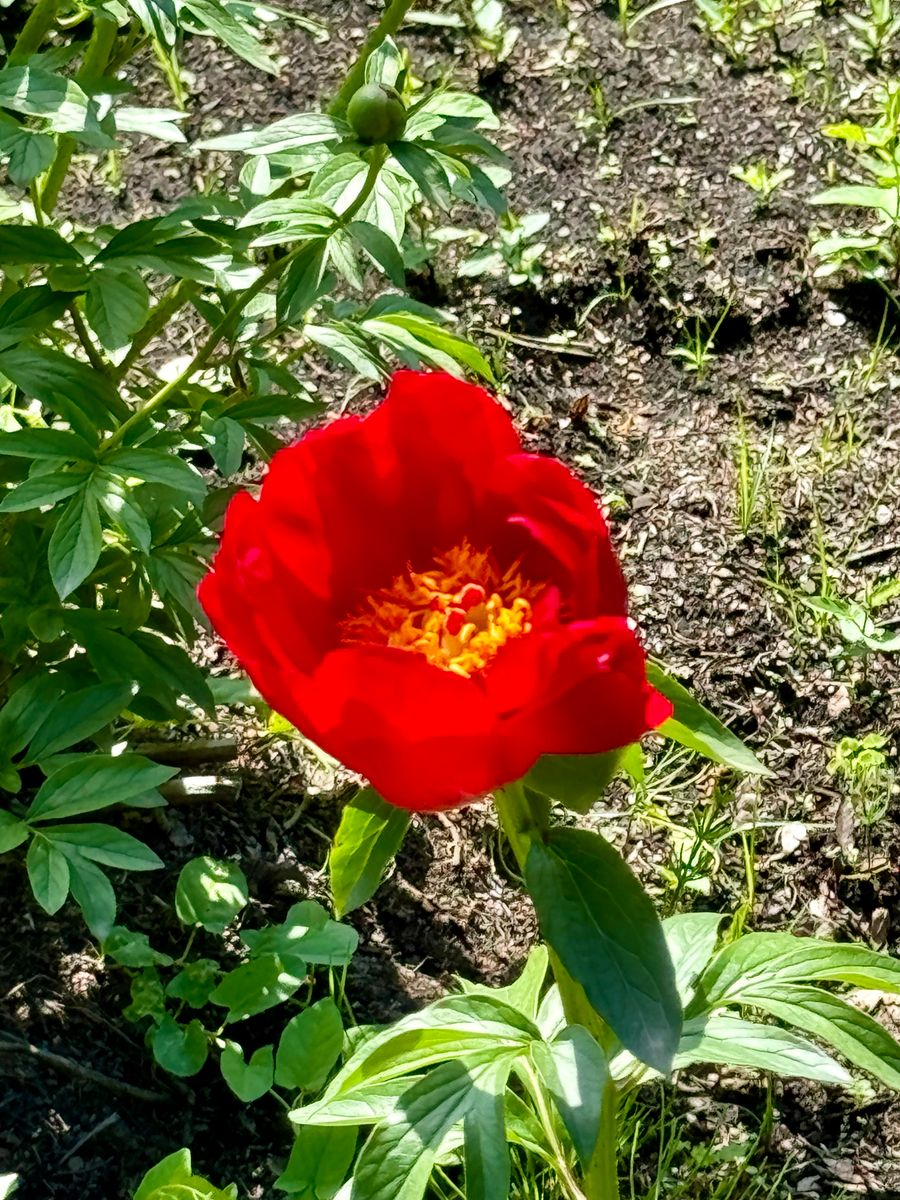 神代植物公園の芍薬苑で 真っ赤な芍薬が咲いていました！ 遠目には一瞬 薔薇🌹かと思い