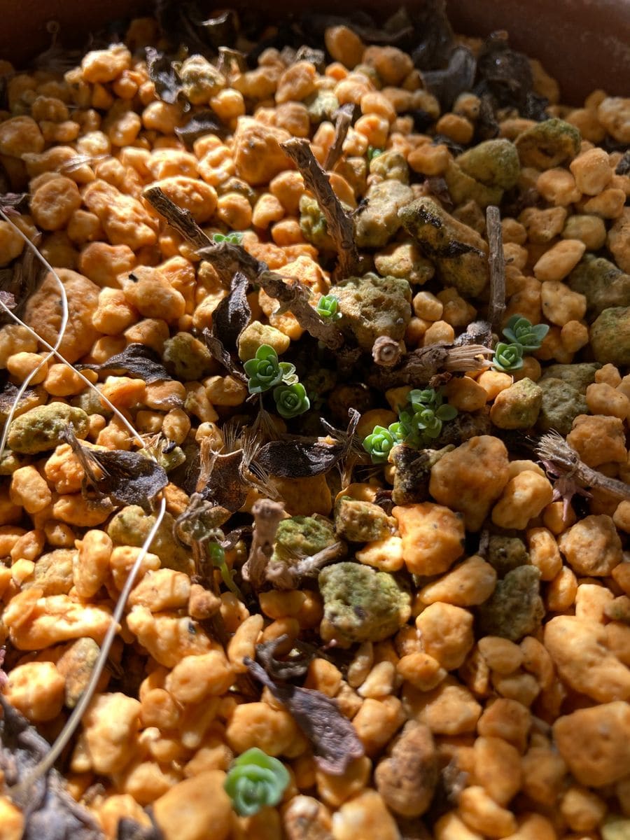 ミセバヤの写真 by あめたま 日高ミセバヤの小さな芽がたくさん出てきています。