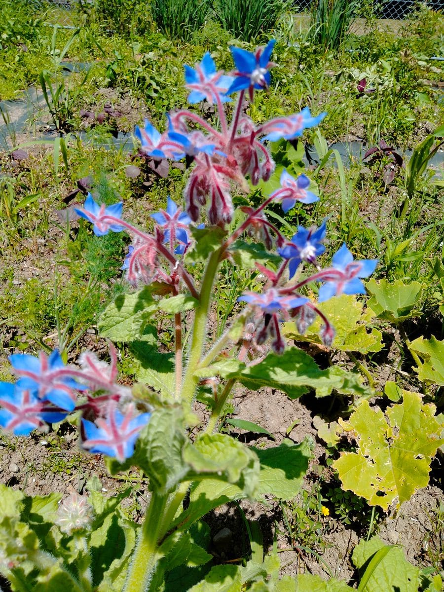 種から育てたボリジが花をつけました。 青い星型の花がとってもかわいい。
