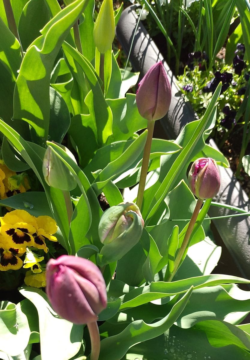 4月25日、ダブルネグリッタに色が着いて来た。🌷💜 今年は咲きそう🎵