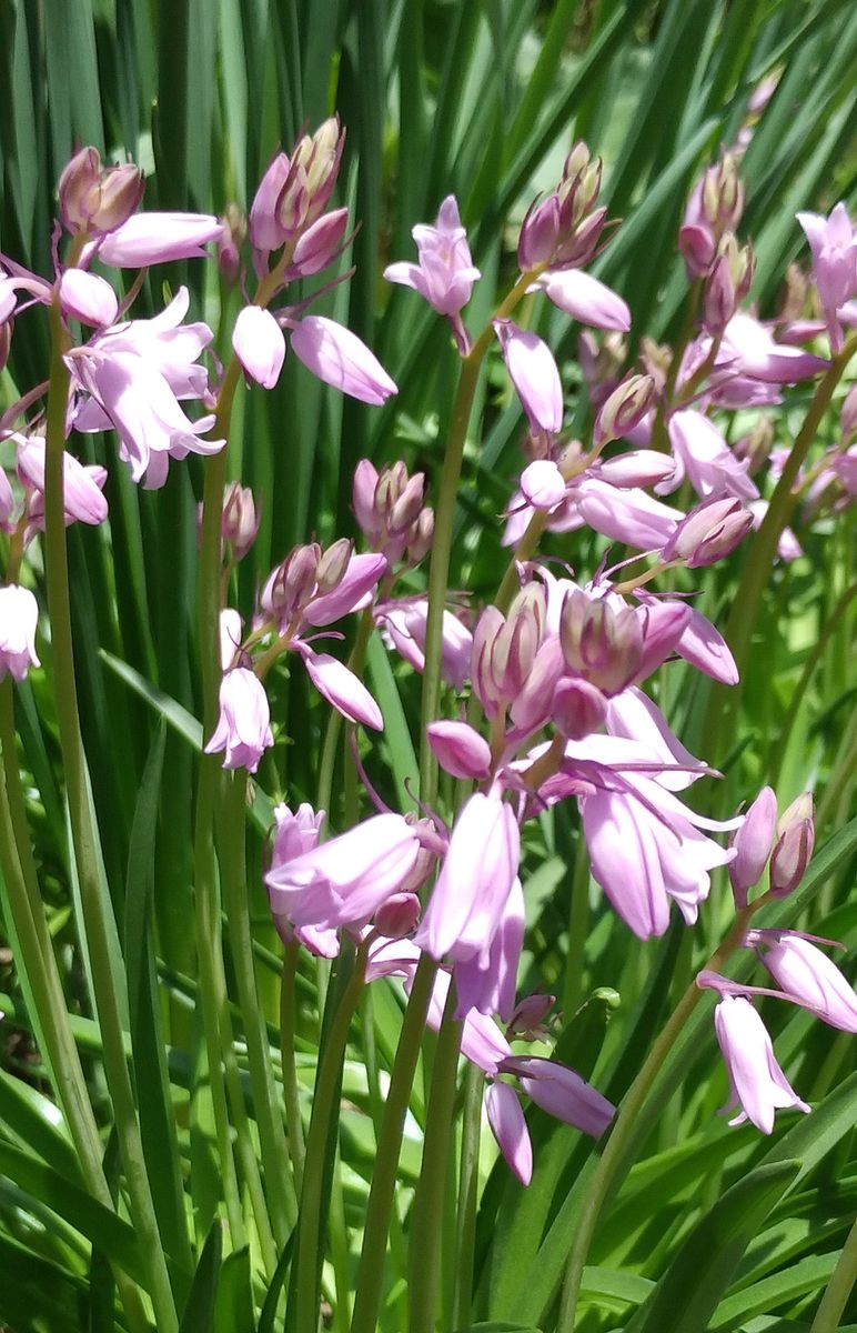 5月5日、ヒアシンソイデス、ピンク色開花。 いっぱい咲くよ💗🎵