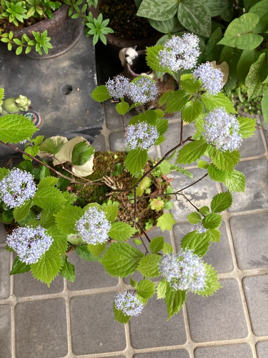 小アジサイが咲きました この花は少々難しい方の部類に入ります もう1鉢は枯れてしま