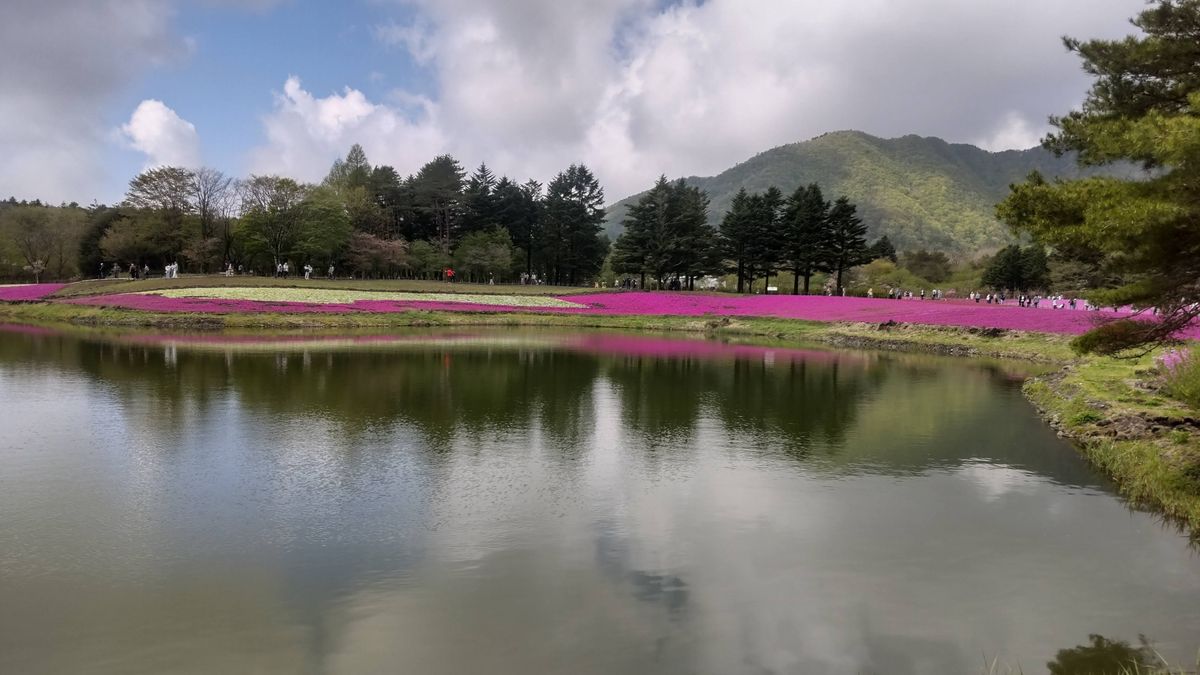 本栖湖 富士芝桜まつり