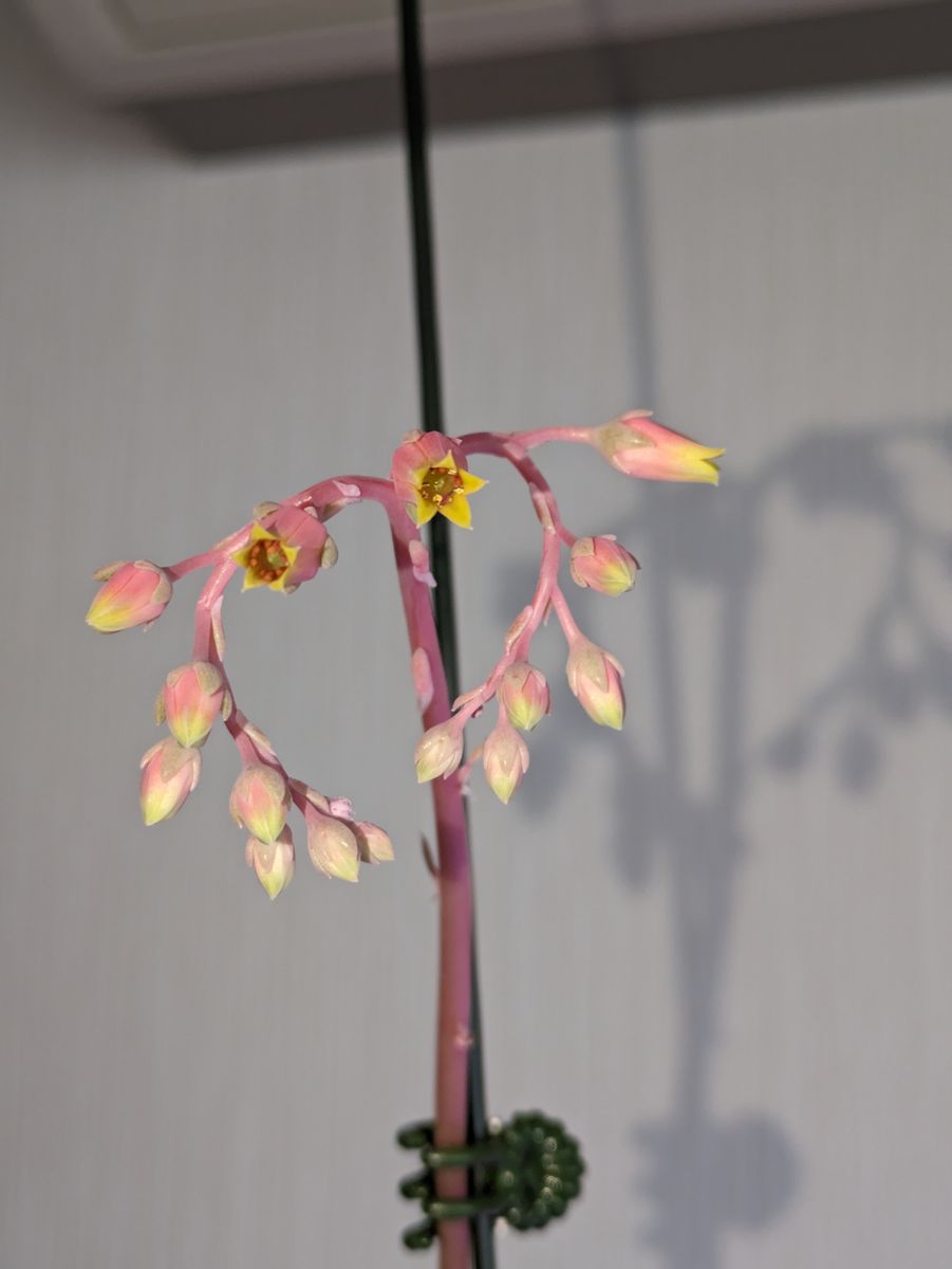 アガボイデス ミランダの花ですが、多少無理はあるけど花柄がハート型に見えなくもな